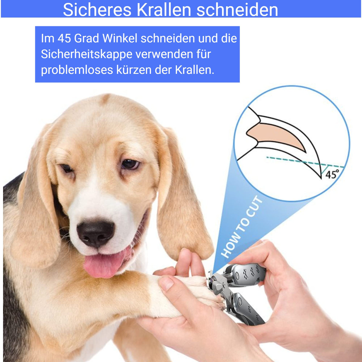 Krallenschere von Hundefreund beim sicheren Krallenschneiden an der Pfote