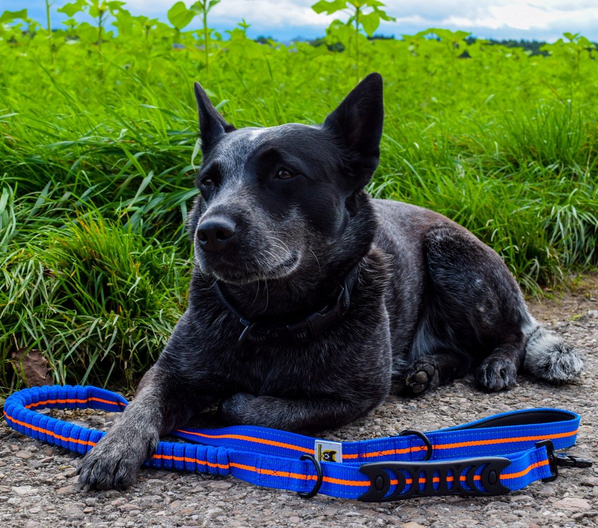 Elastische Führleine von Hundefreund in Blau-Orange neben einem Hund im Gras