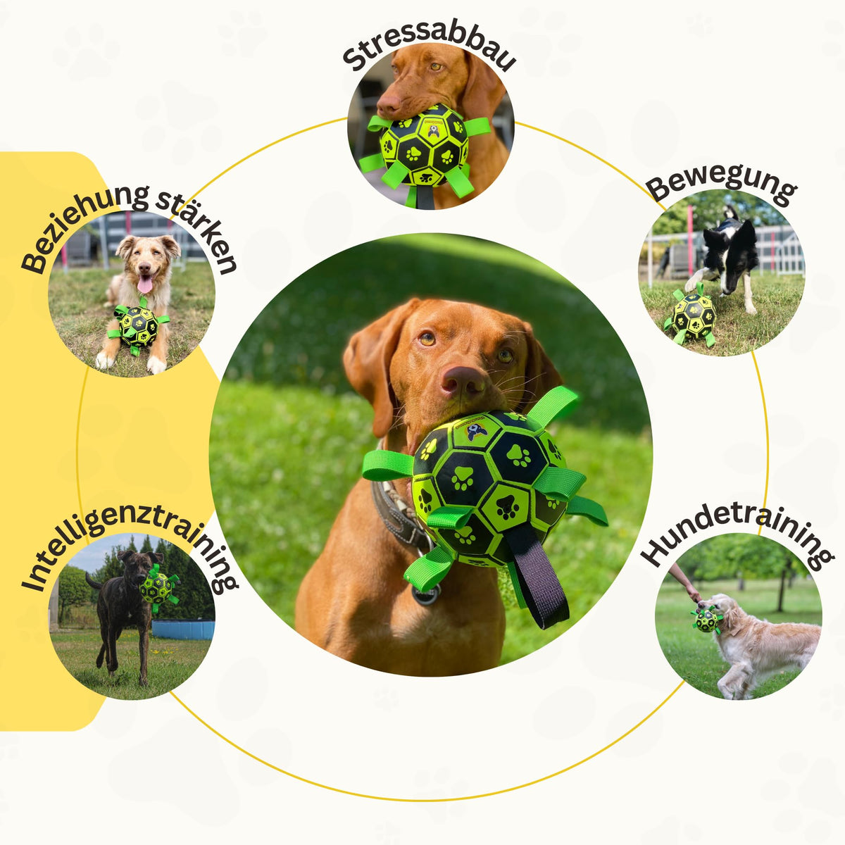 Hundefußball von Hundefreund in Grün, Übersicht der Eigenschaften mit Hund